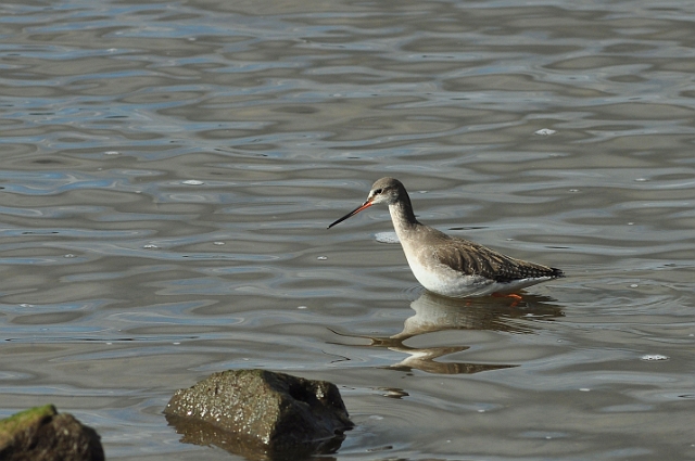 05 03 15_2348_edited-1.jpg - SPOTTED REDHSHANK - HOLES BAY, POOLE HARBOUR, DORSET - SPRING 2015